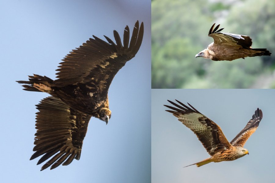 Observación de aves