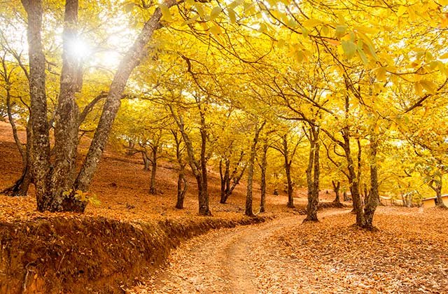 El Bosque de Cobre Igualeja