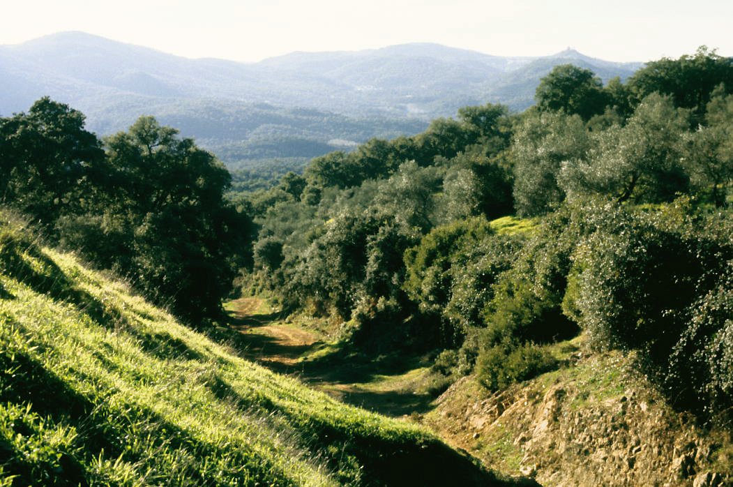 Parque natural de Sierra de Aracena y Picos de Aroche