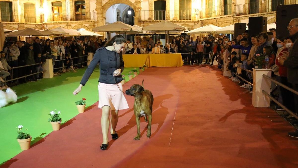 Feria del Perro