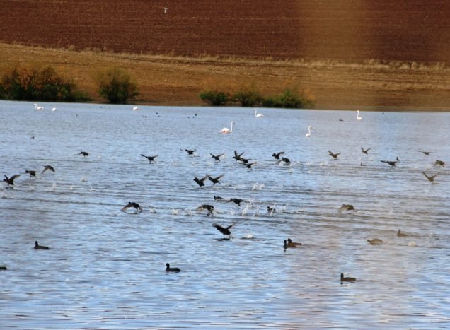 Lagunas de Campillos