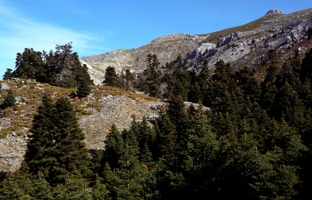 Sierra de las Nieves P.N Istán