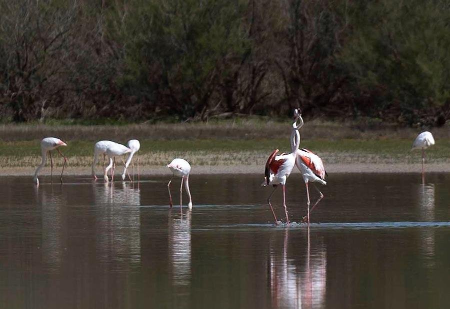 Laguna de Zóñar